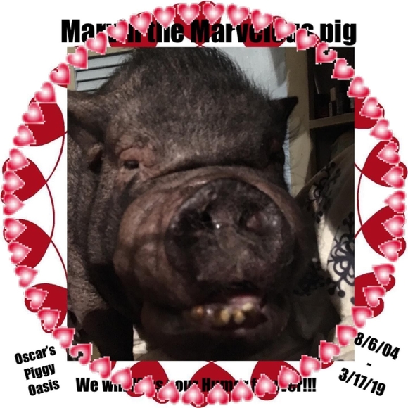 Meet your Posher, Cindy - Picture 1 of 1